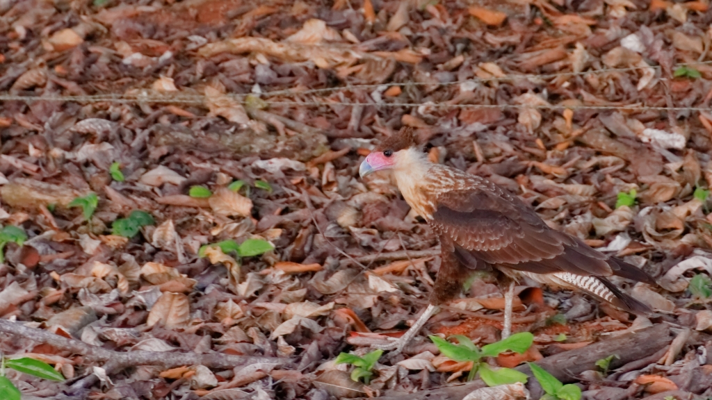 11 - Corcovado NP (33).jpg